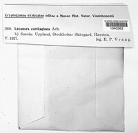 Parmularia cartilaginea image